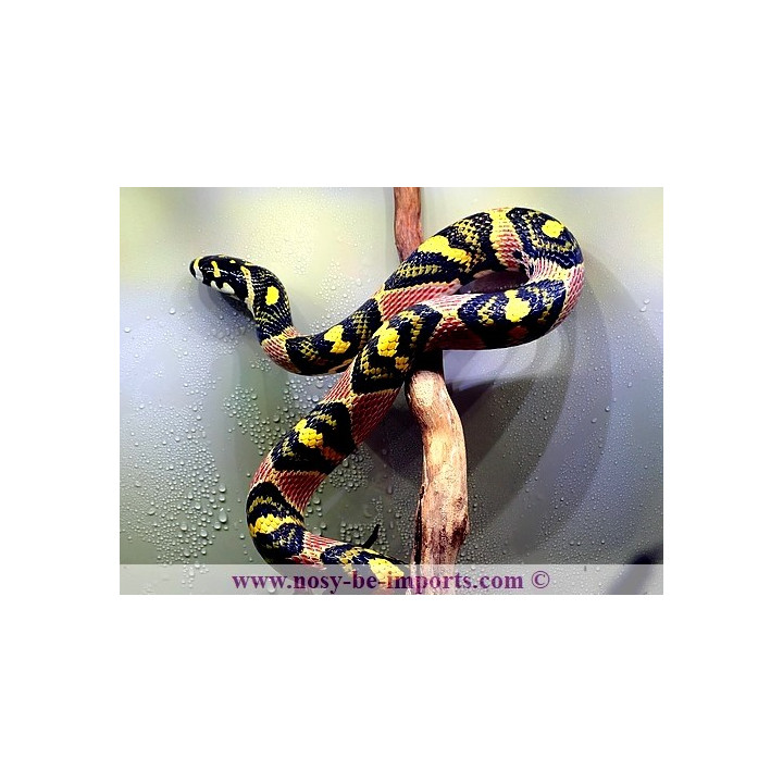 Euprepiophis mandarinus