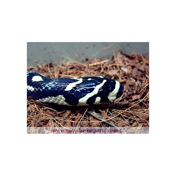 Euprepiophis mandarinus