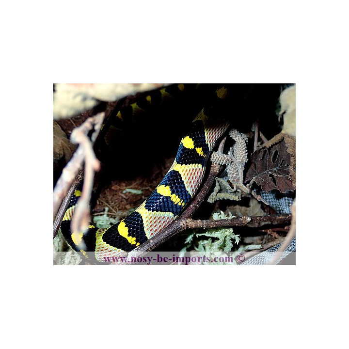 Euprepiophis mandarinus