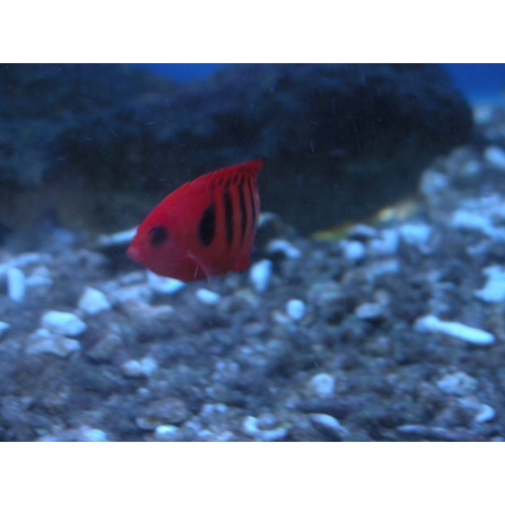 Centropyge loriculus