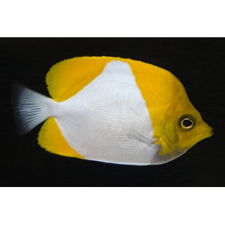 Hemitaurichthys polylepis