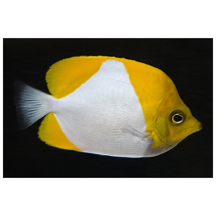 Hemitaurichthys polylepis