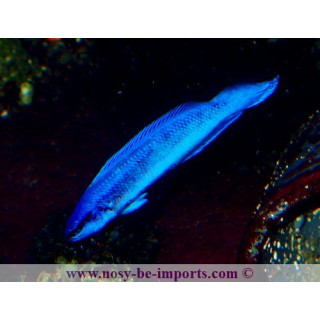 Pseudochromis indigo