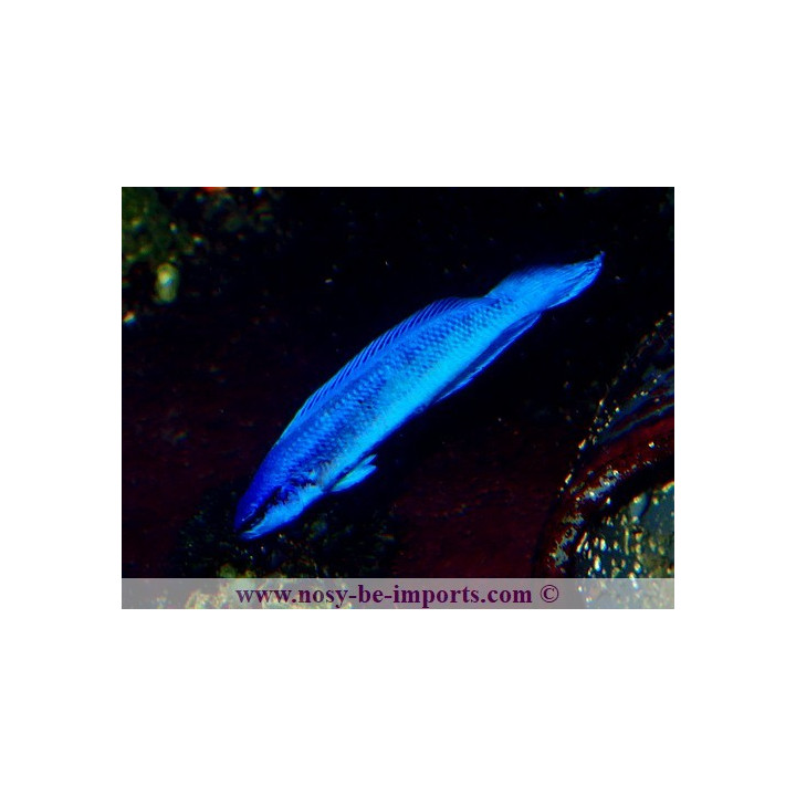 Pseudochromis indigo
