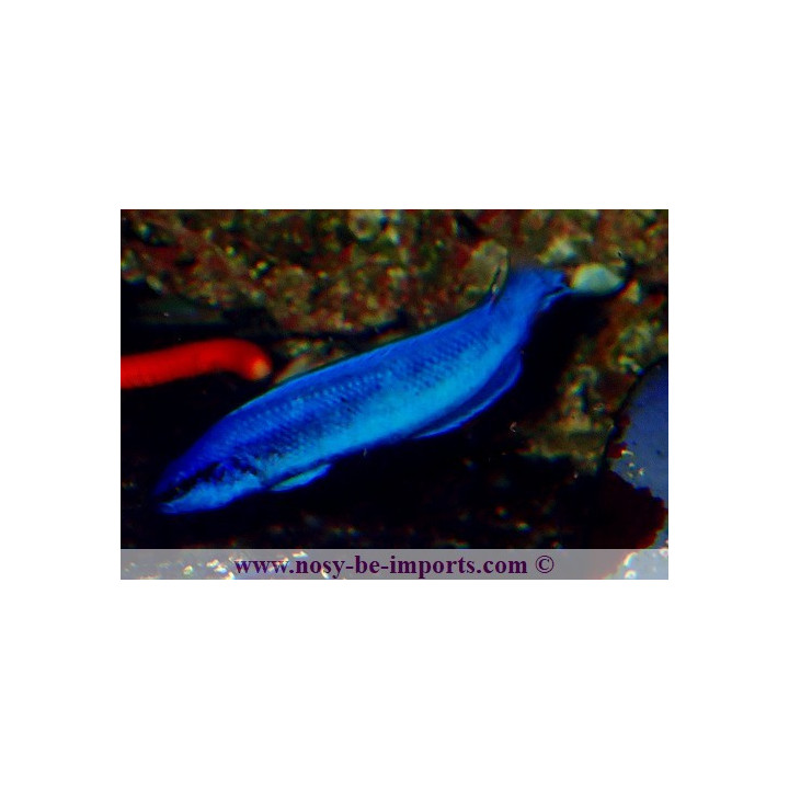 Pseudochromis indigo