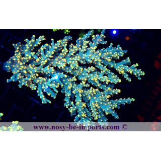Acropora speciosa