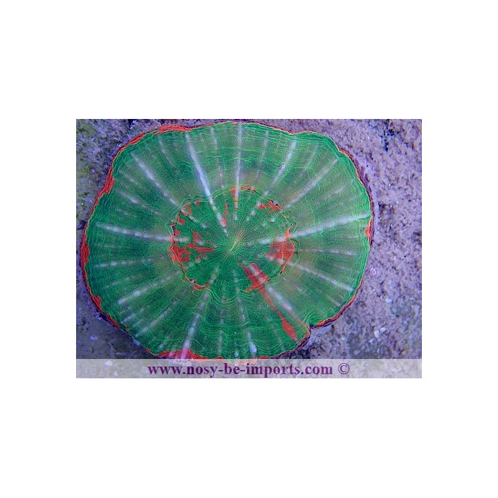Scolymia sp.