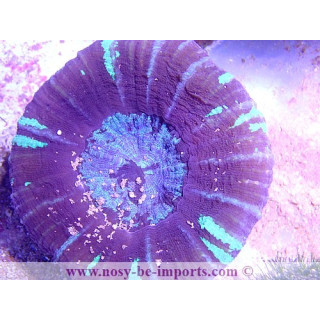 Scolymia sp.