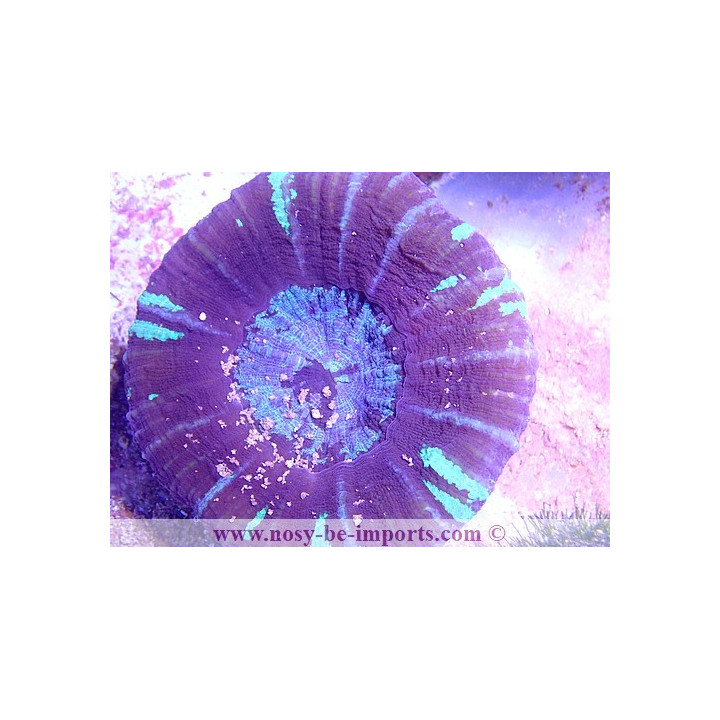 Scolymia sp.