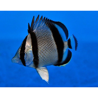 Chaetodon humeralis