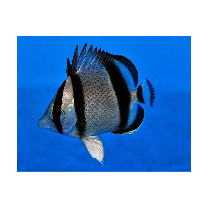 Chaetodon humeralis