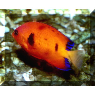 Centropyge loriculus coloration spéciale