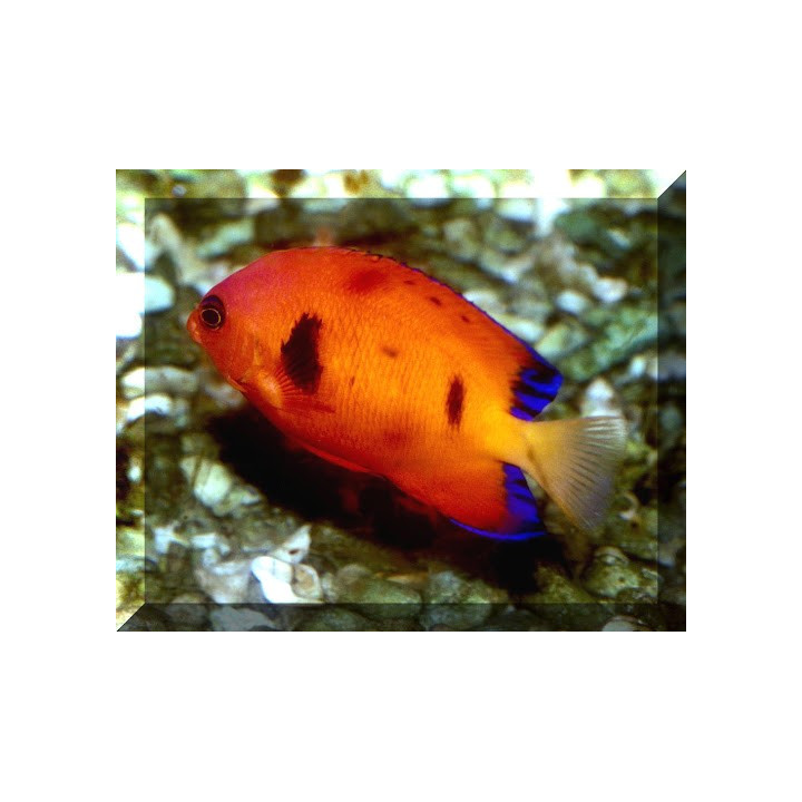 Centropyge loriculus coloration spéciale