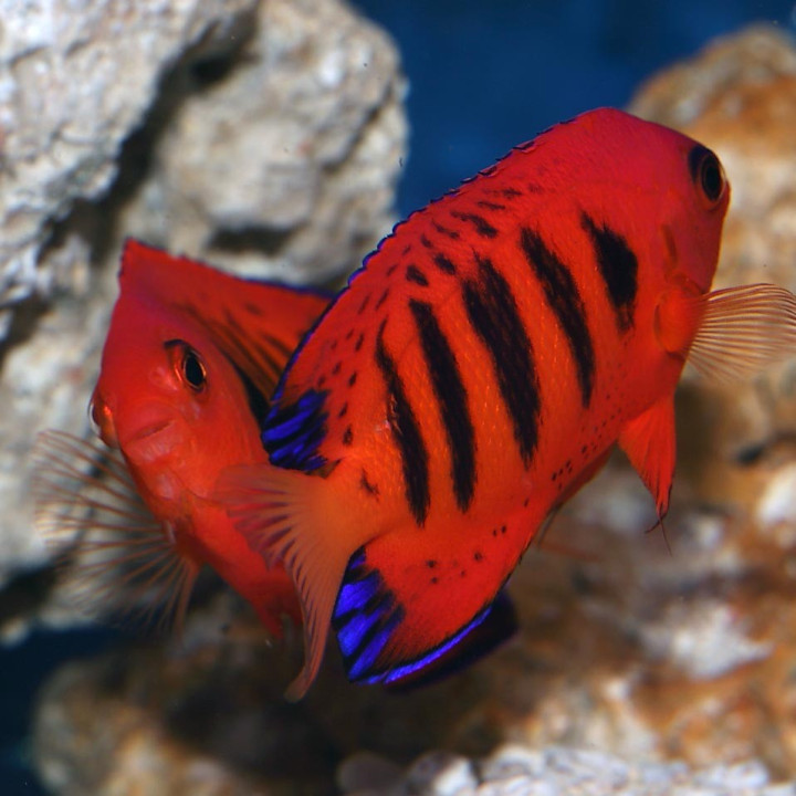 Centropyge loriculus