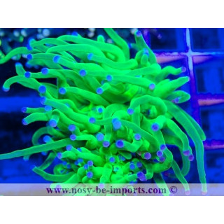 Euphyllia glabrescens WYSIWYG 02052025-7