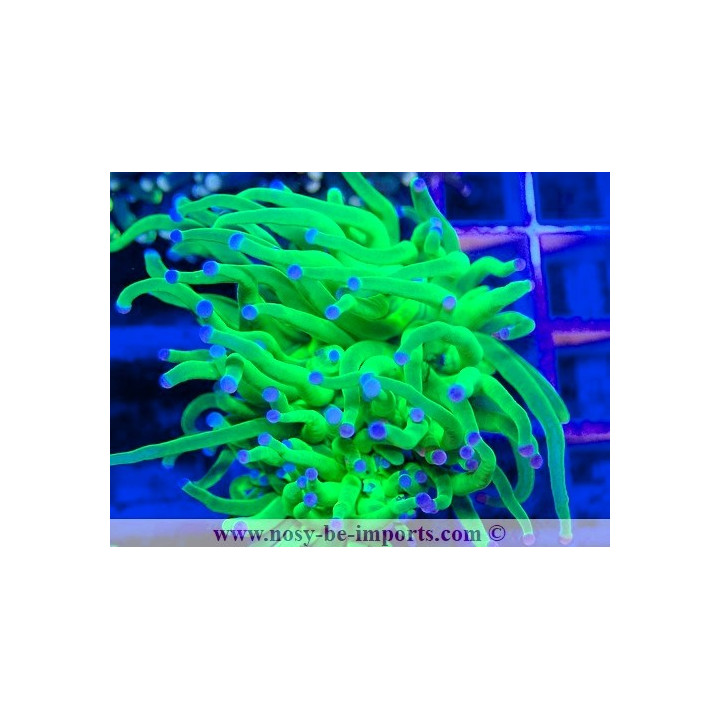 Euphyllia glabrescens WYSIWYG 02052025-7