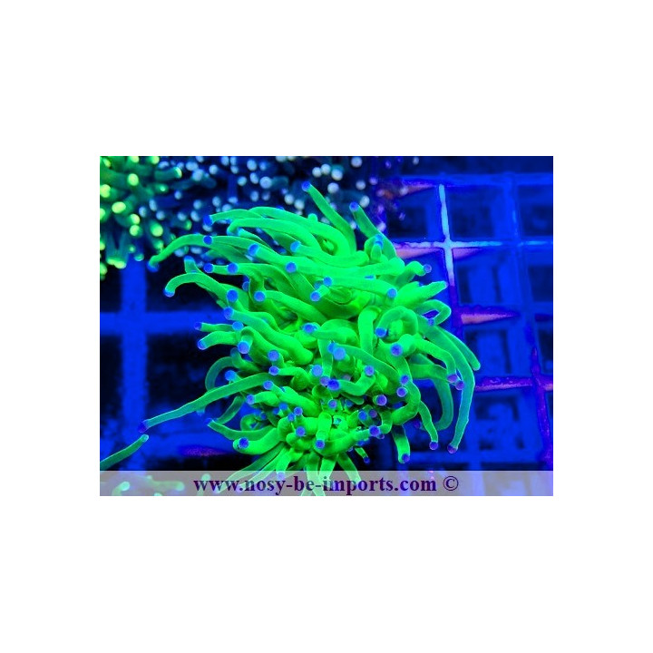 Euphyllia glabrescens WYSIWYG 02052025-7