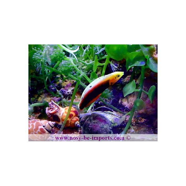 Halichoeres iridis WYSIWYG 02052025-10