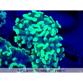 Euphyllia paraancora WYSIWYG 03052025-1