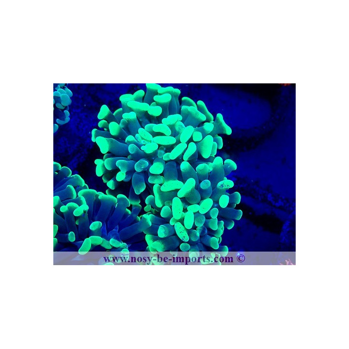Euphyllia paraancora WYSIWYG 03052025-1