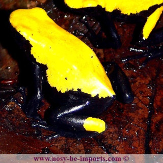 Adelphobates galactonotus jaune