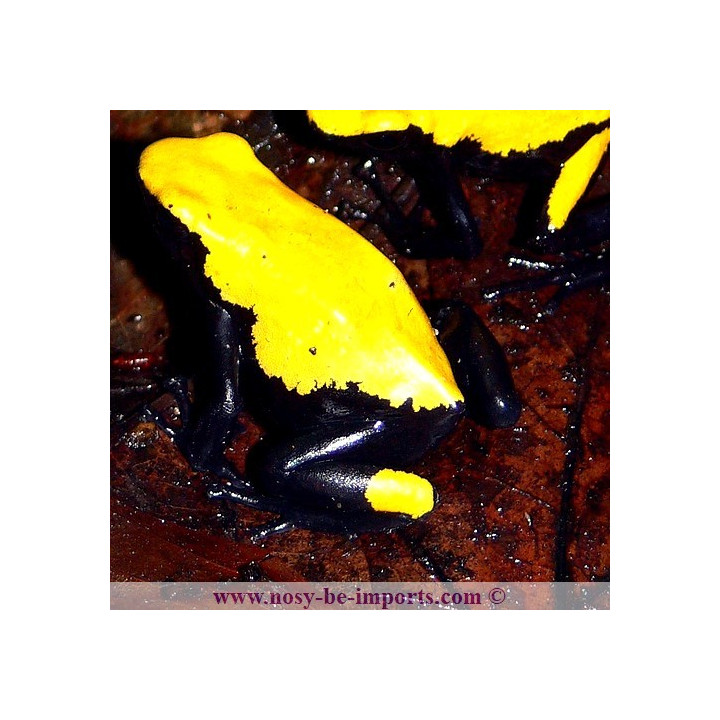 Adelphobates galactonotus jaune