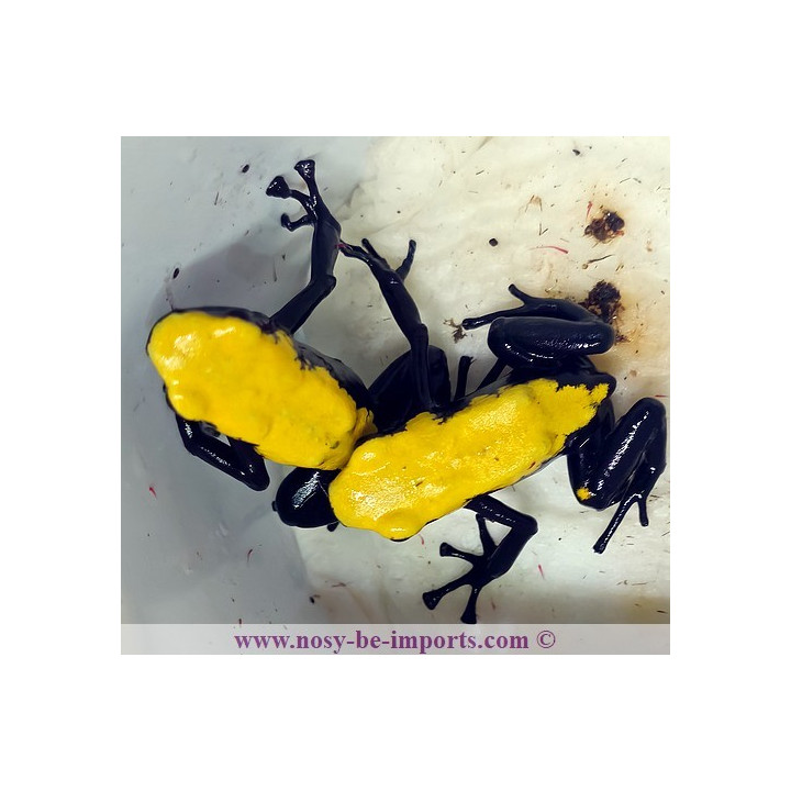 Adelphobates galactonotus jaune