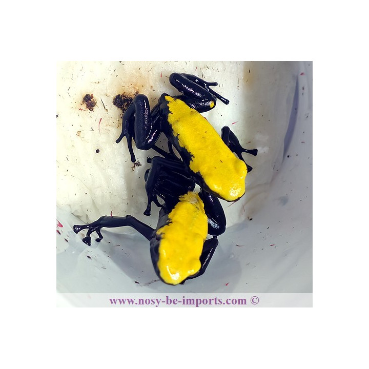 Adelphobates galactonotus jaune