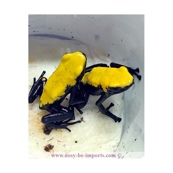 Adelphobates galactonotus jaune