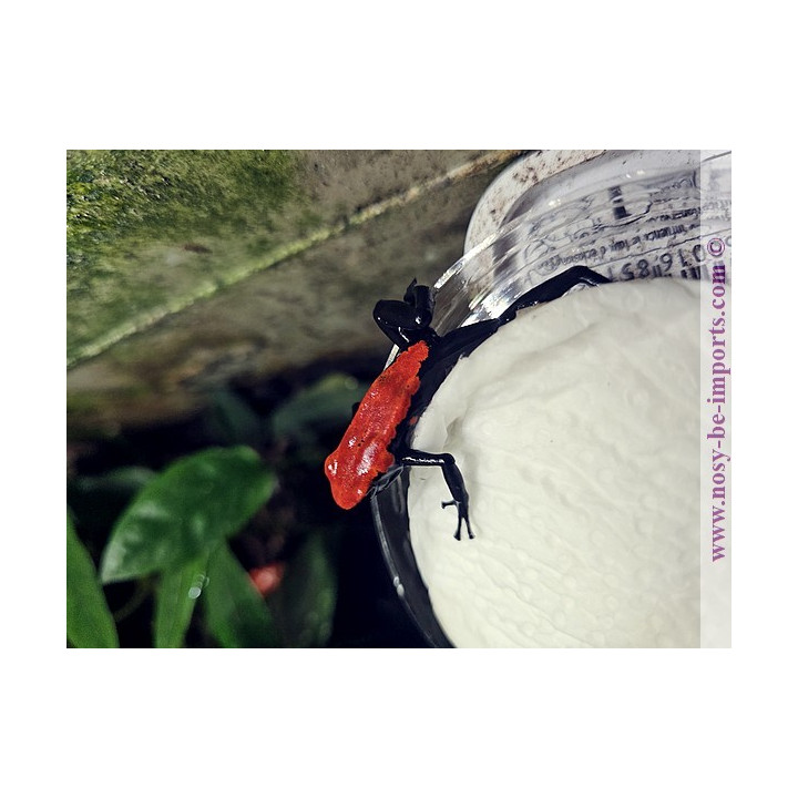 Adelphobates galactonotus rouge