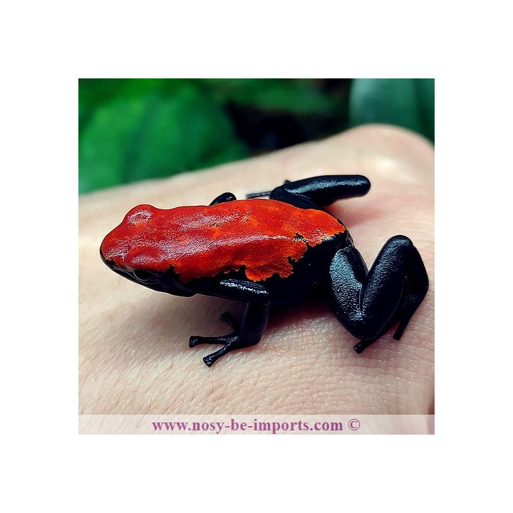 Adelphobates galactonotus rouge