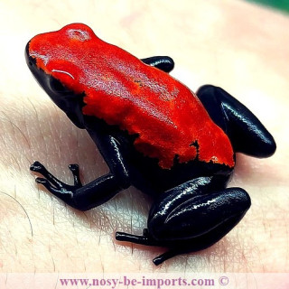Adelphobates galactonotus rouge