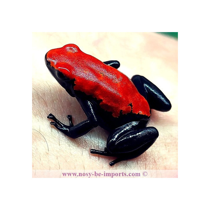Adelphobates galactonotus rouge