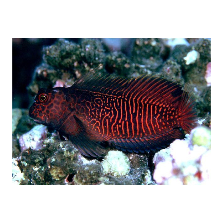 Cirripectes Stigmaticus