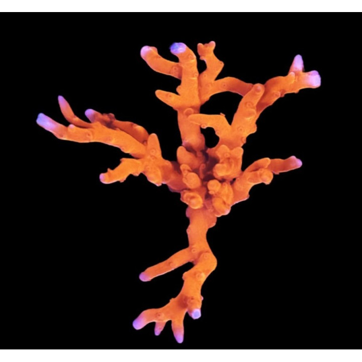 Anacropora spinosa JF TNT