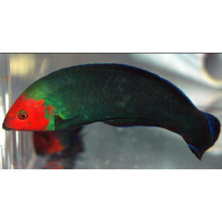 Halichoeres rubricephalus