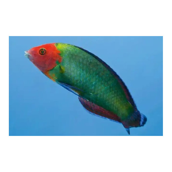 Halichoeres rubricephalus