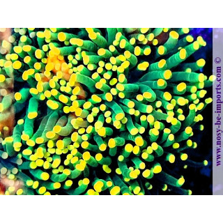 Euphyllia cristata WYSIWYG 02052025-8