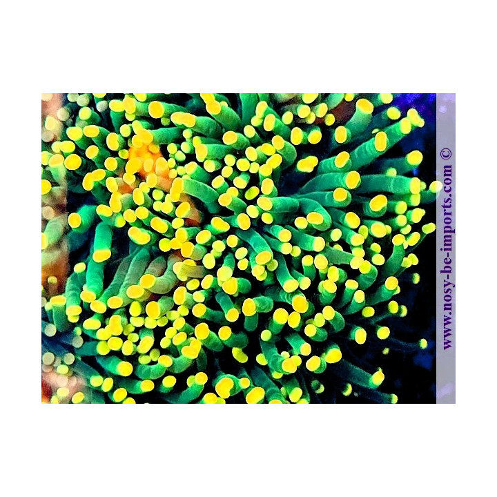 Euphyllia cristata WYSIWYG 02052025-8