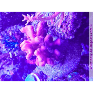 Stylophora sp. WYSIWYG 23052025-2