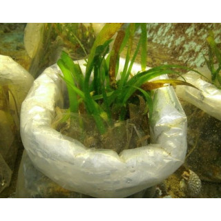 Thalassia sp. avec sable vivant