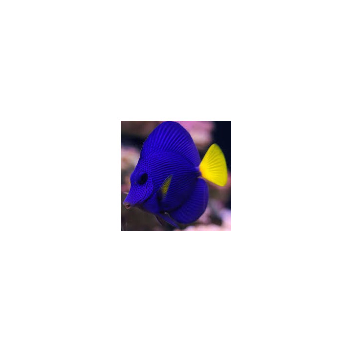 Zebrasoma xanthurum