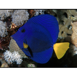 Zebrasoma xanthurum