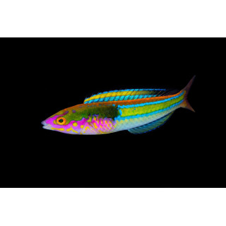 Pseudojuloides edwardi