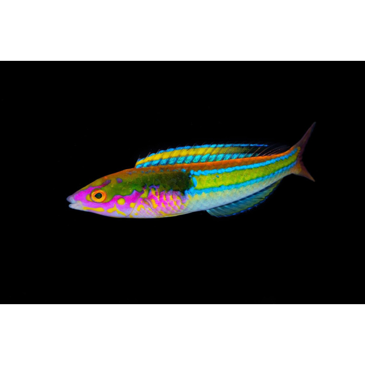 Pseudojuloides edwardi