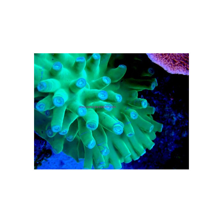 Turbinaria heronensis