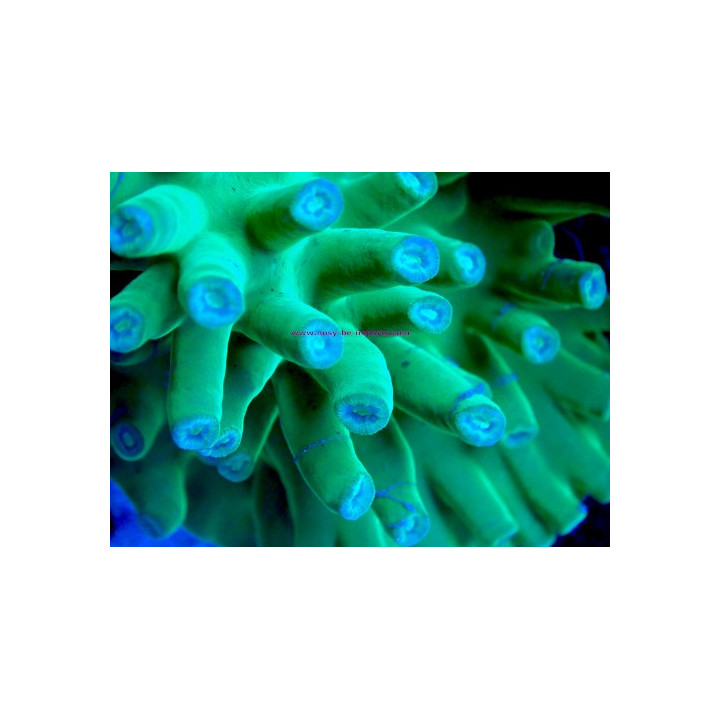 Turbinaria heronensis