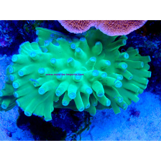 Turbinaria heronensis