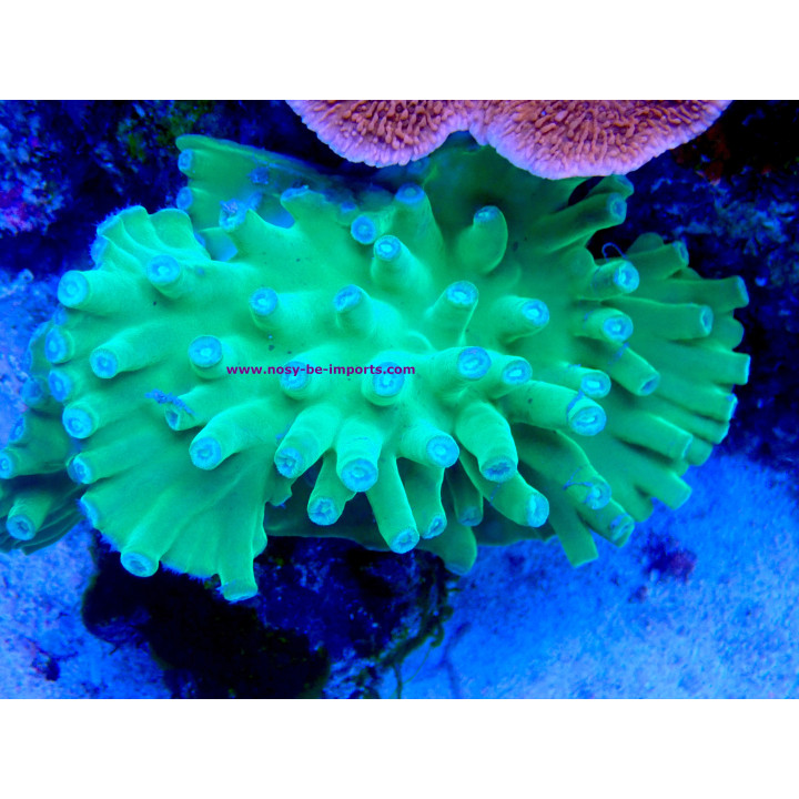 Turbinaria heronensis
