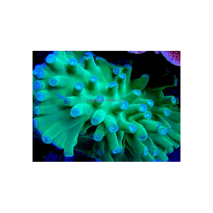Turbinaria heronensis
